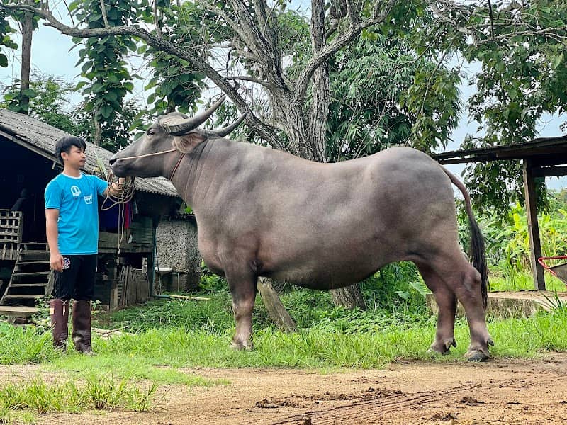 กมลพรรณฟาร์ม ควายงามเมืองเชียงใหม่ - Image 1