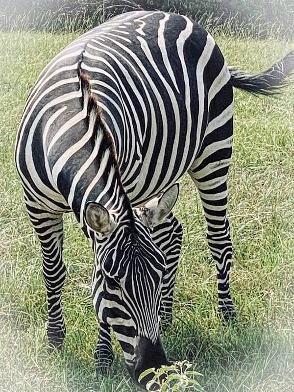 Busy B Ranch Wildlife Park, LLC - Image 2