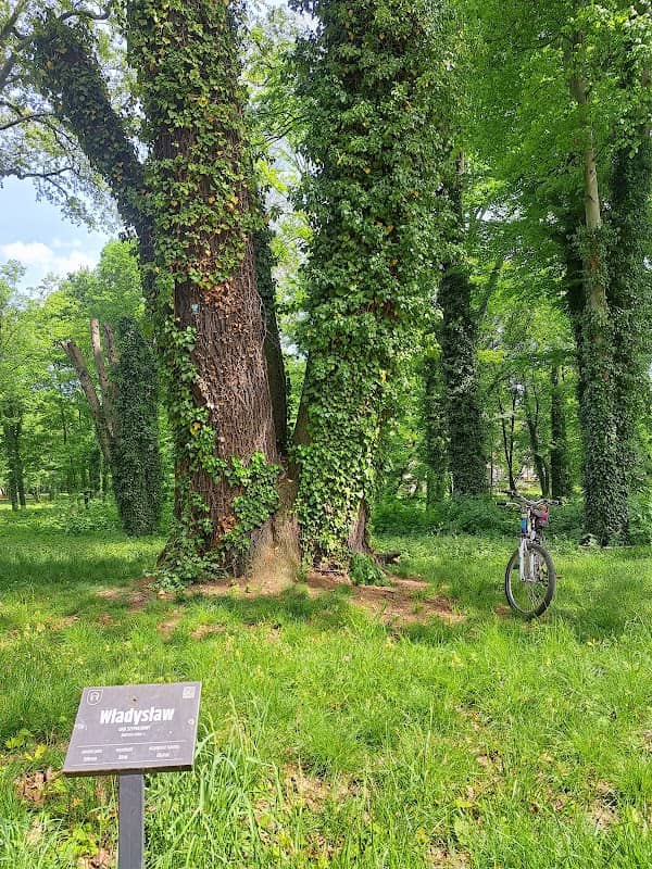 Pomnik przyrody DĄB SZYPUŁKOWY - Władysław, Park, Jarocin, Polska - Image 1