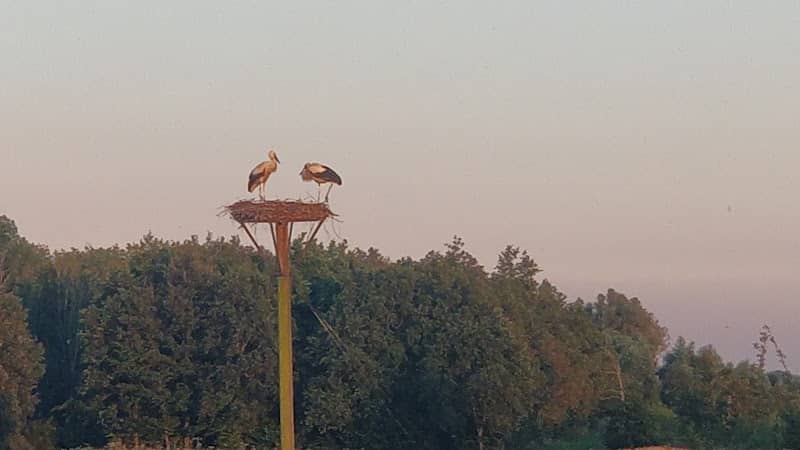 Ooievaarsnest - Image 2
