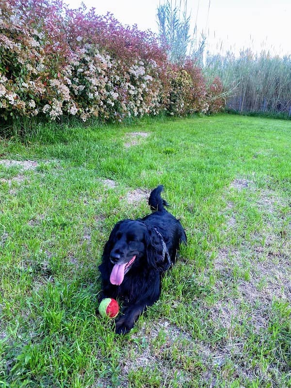 Area Cani - Image 1