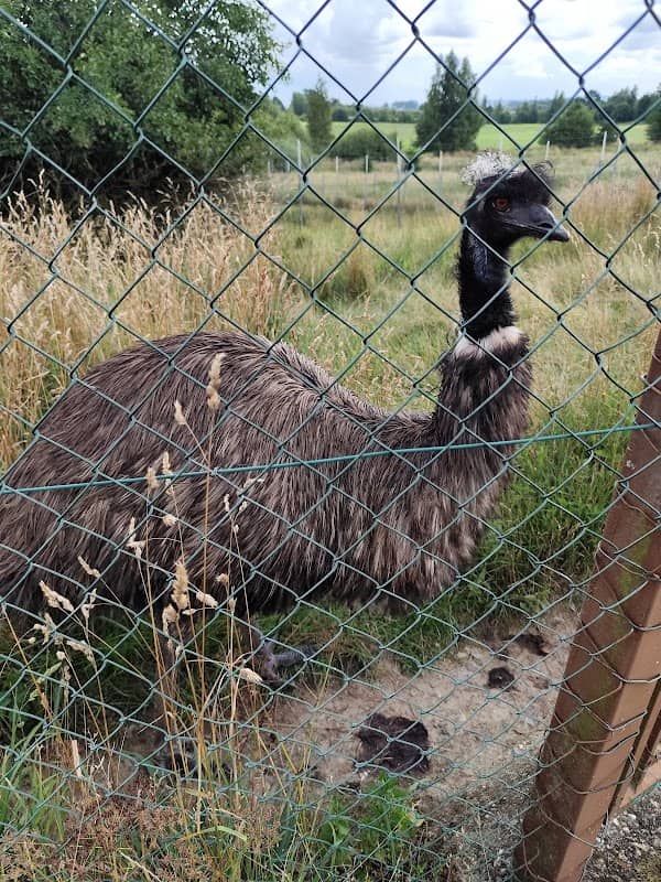 Výběh emu hnědých - Image 1