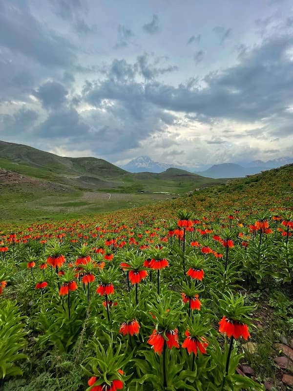 Gor ba shler - Image 1