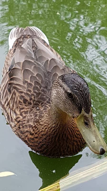Spring Grove Park - Image 1