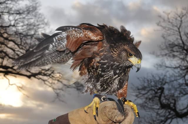 Battlefield Bird of Prey Centre formerly Battlefield Falconry Centre - Image 2