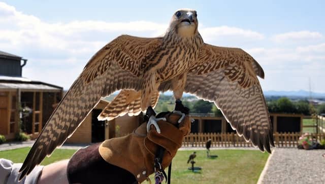 Battlefield Bird of Prey Centre formerly Battlefield Falconry Centre - Image 1