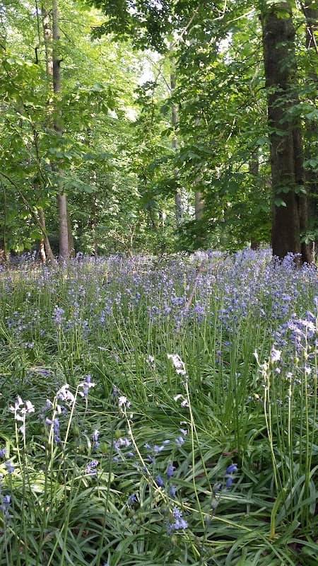 Meridian East Blue Bell Wood - Image 1
