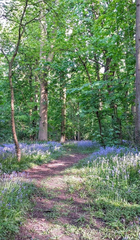 Meridian East Blue Bell Wood - Image 2