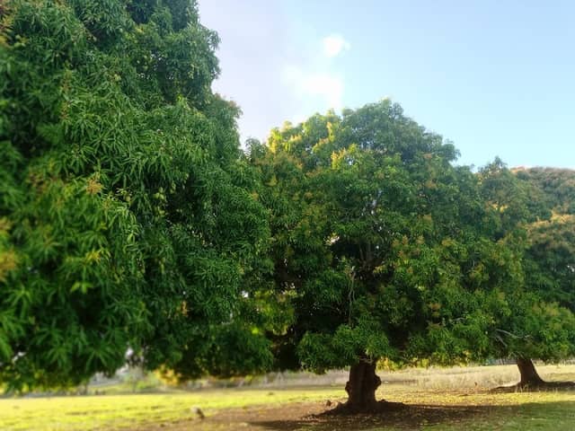 Laguna Faustino - Image 1