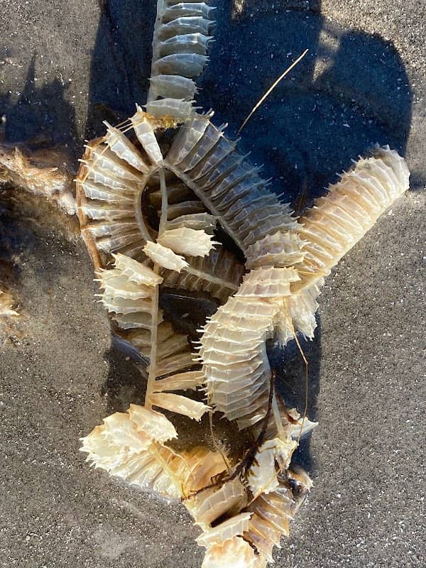 Galveston Tip - Image 3
