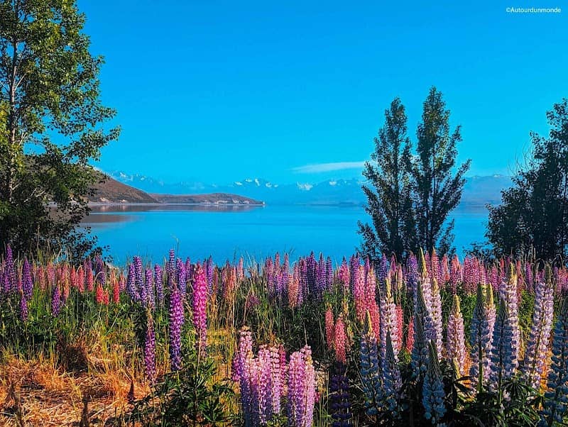 Lake Tekapo/Takapo View Point - Image 3