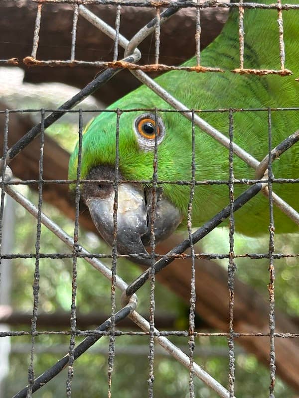 Nosara Wildlife Rescue Center (International Animal Rescue) - Image 1