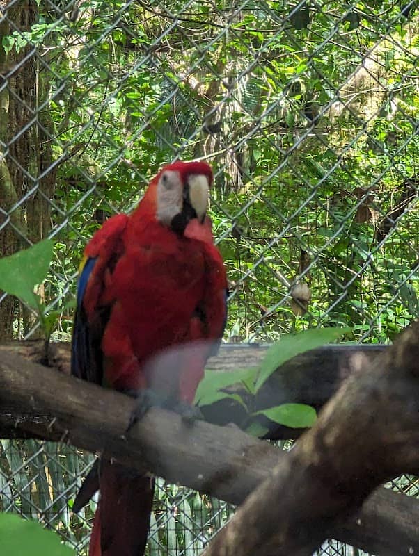 Nosara Wildlife Rescue Center (International Animal Rescue) - Image 2