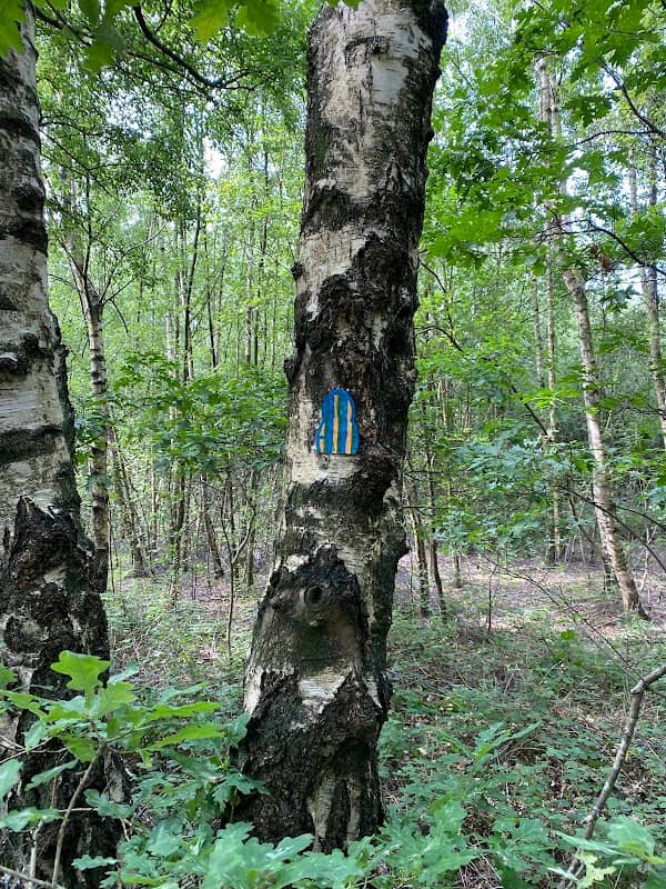 Fairy Woods - Image 2