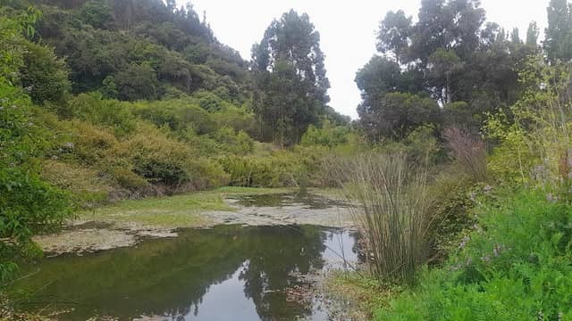POZA AZUL - Image 2