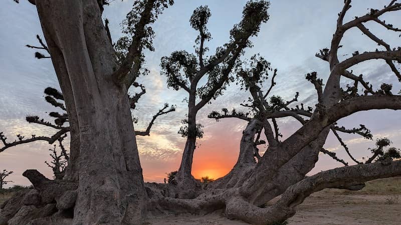 Baobab couché - Image 1