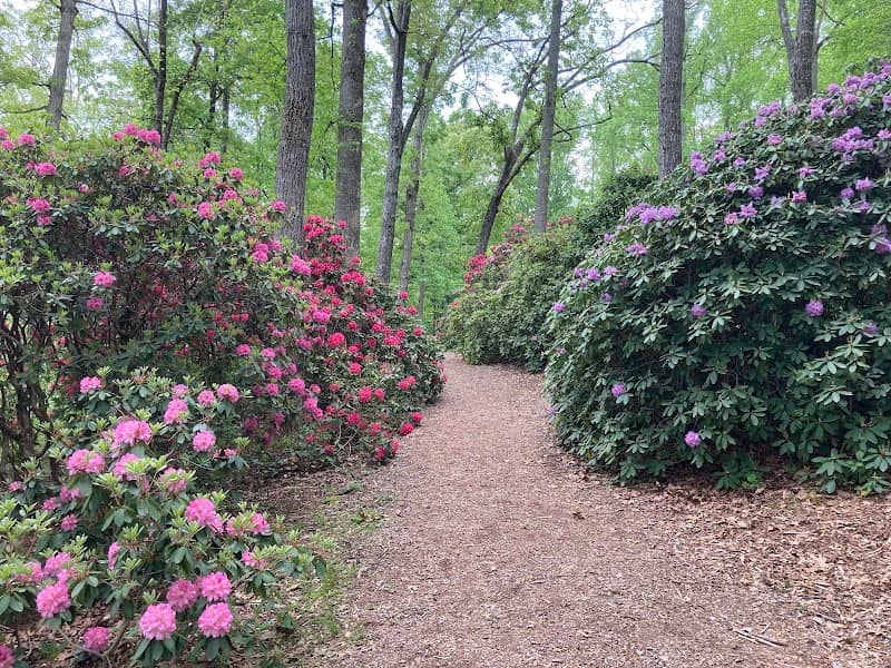 Hamilton Rhododendron Gardens - Image 2