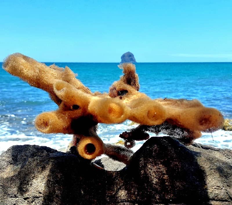 Mangrove Rose - Image 1