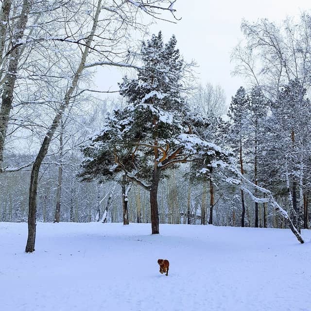 Inyushenskiy Bor - Image 1