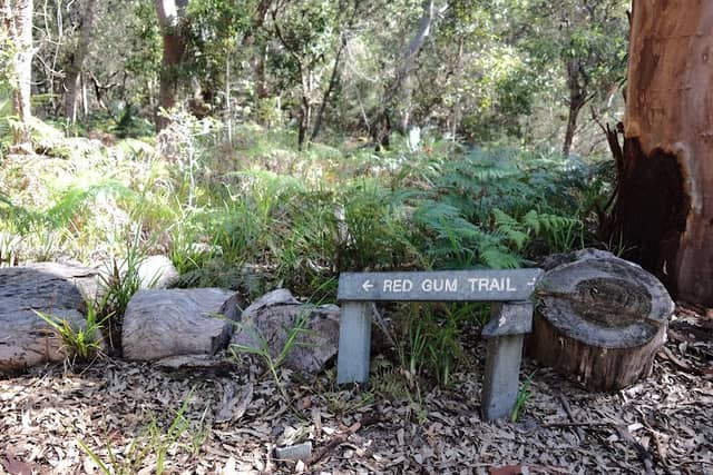 Red Gum trail - Image 1