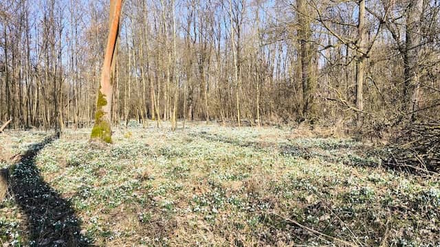 snowdrop meadows - Image 1