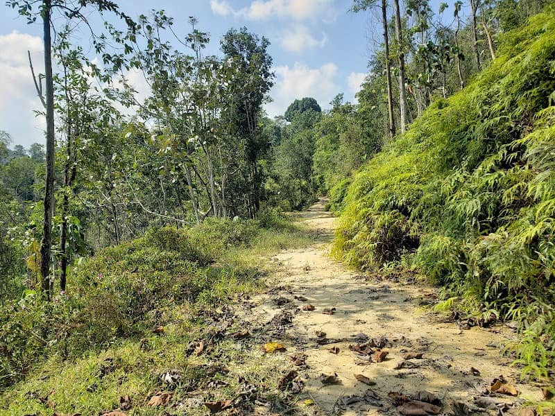 Bukit Sungai Ular Trails - Image 1