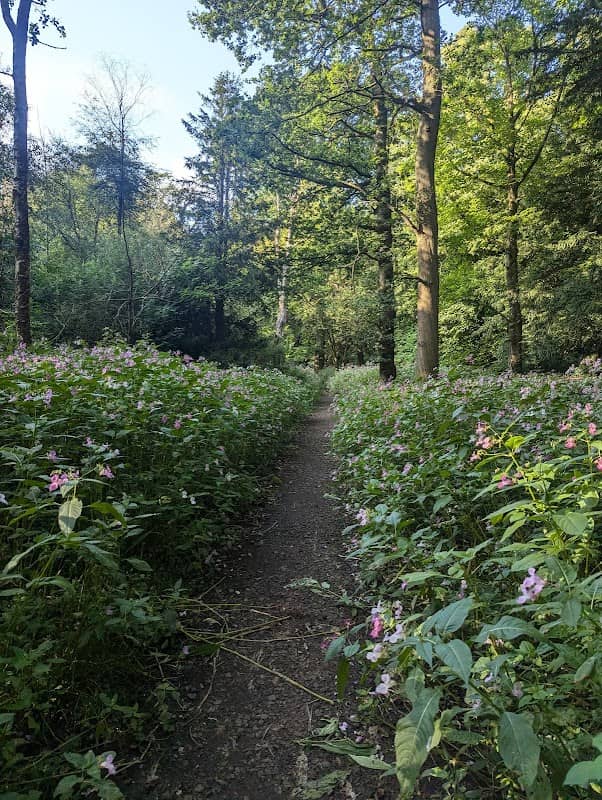 Springpool Wood - Image 1