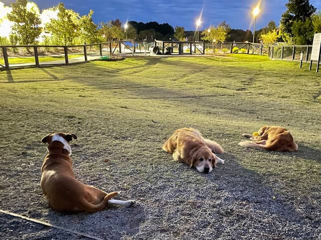 North Dog Park - Image 1
