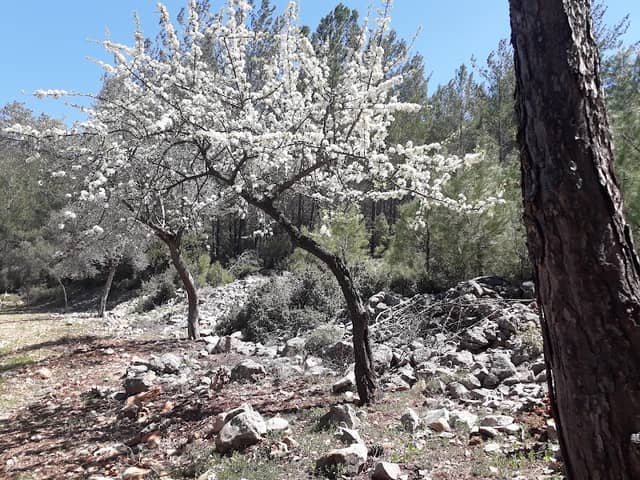 Yeşil Alan - Image 1