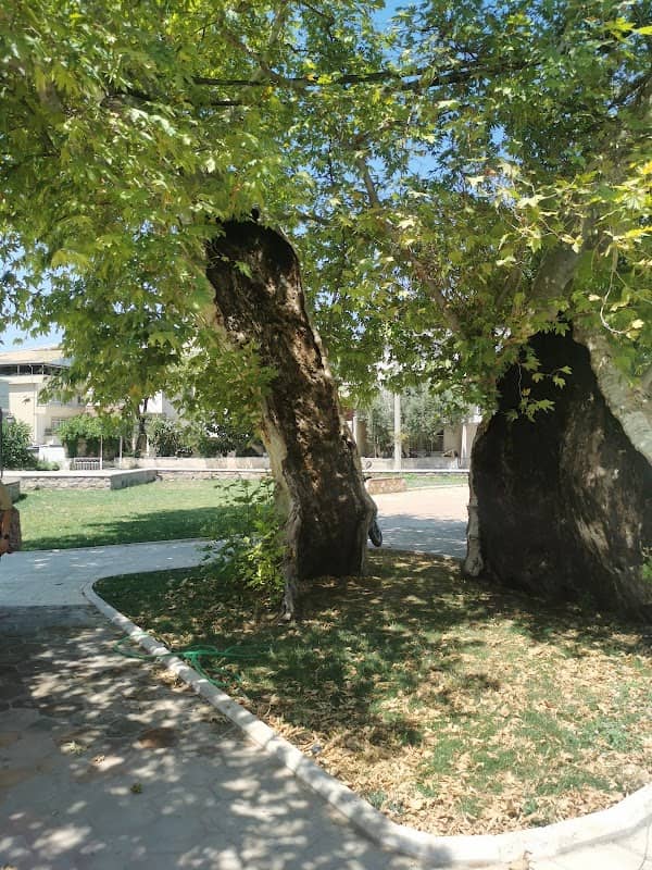 Tarihi çinar Ağaci - Image 1
