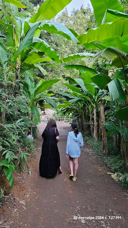 პალმების ბილიკი / Palm Route - Image 1