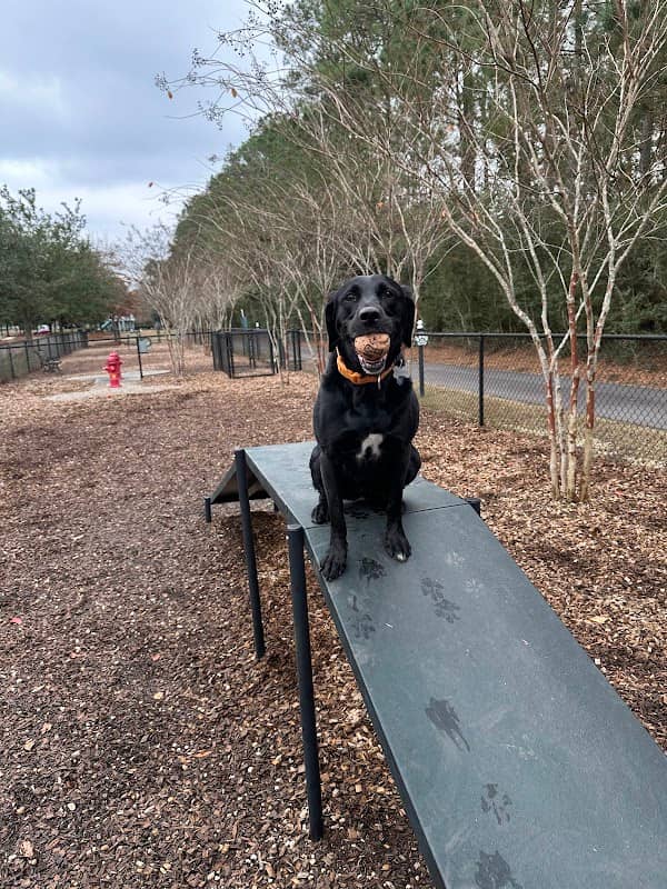 Dog Park @ Carnes Crossroads - Image 1