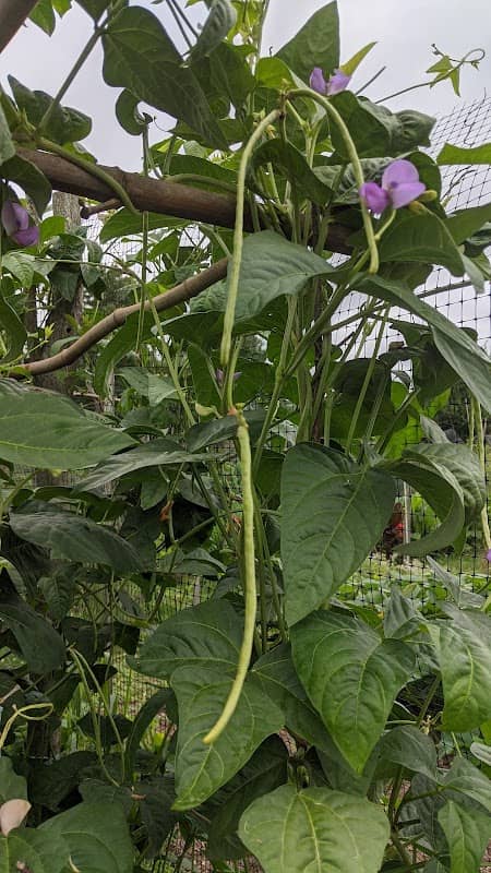 West Side Community Gardens - Image 2