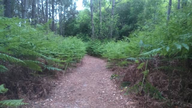 Caminho antigo da fonte - Image 2