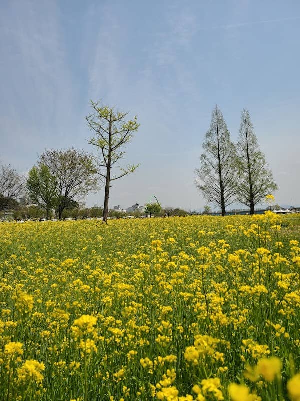 황룡친수공원 - Image 2