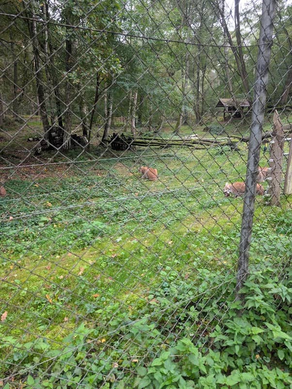 Europäischer Luchs - Image 1