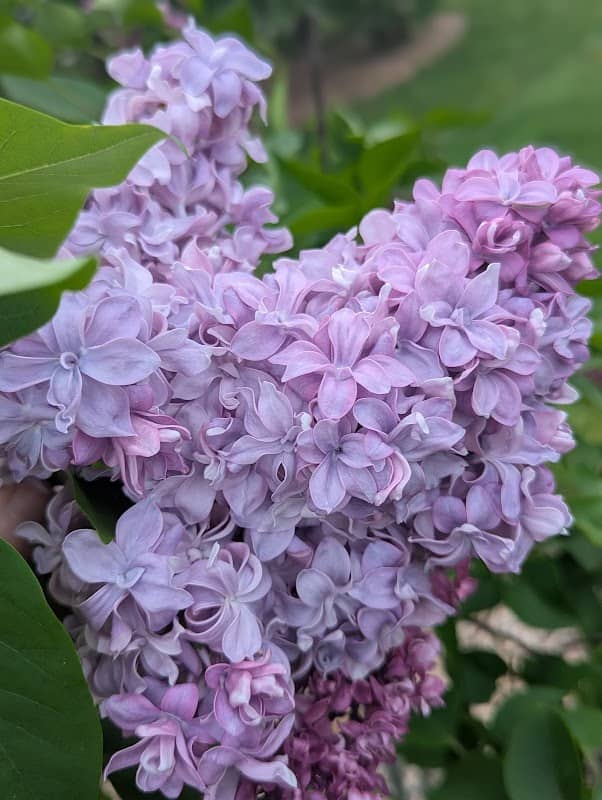 Centennial Lilac Garden - Image 1