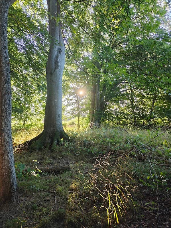 Dalby Söderskog National Park - Image 1