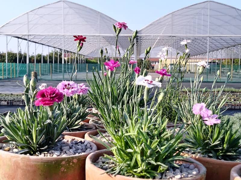 Floricoltura Billo - Image 1