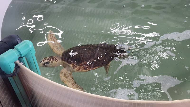 Wildlife Rehabilitation Centre - Image 1