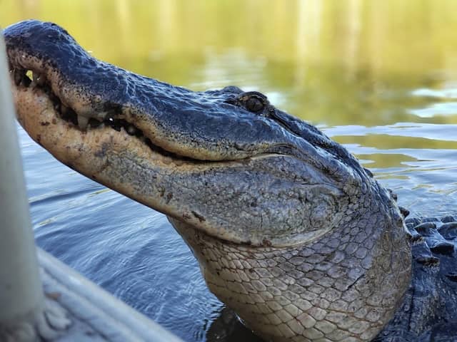 Pearl River Wildlife Management Area - Image 2