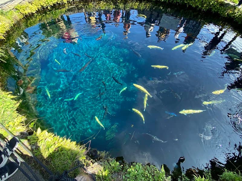 Nakaike Pond - Image 2