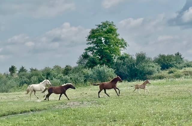 Meet the Mountain Horses of Kentucky - Image 2