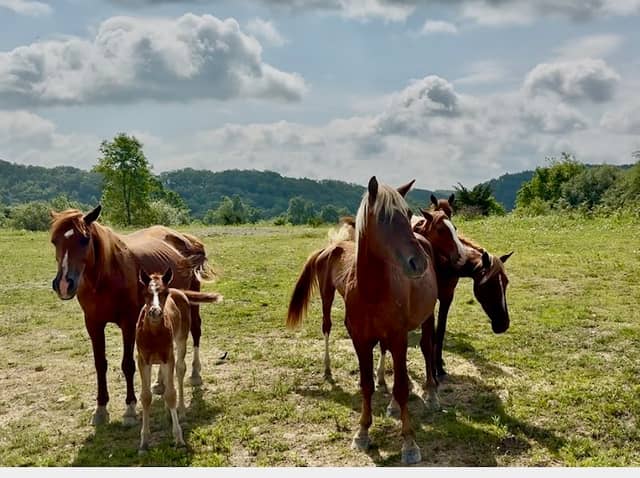 Meet the Mountain Horses of Kentucky - Image 1