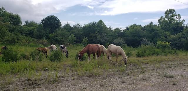 Meet the Mountain Horses of Kentucky - Image 3