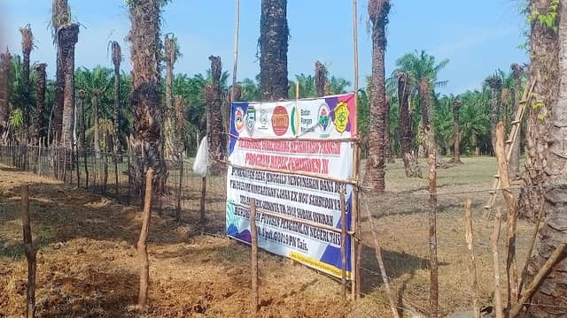 Kebun Ketahanan Pangan Jagung BUMDesa "Jenggalu Jaya" - Image 1