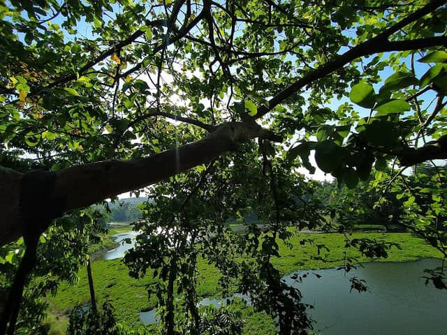 Pohon boris - Image 1