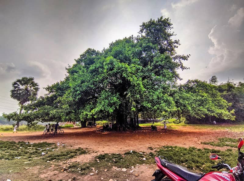 Diyakhali Banyan Tree - Image 1