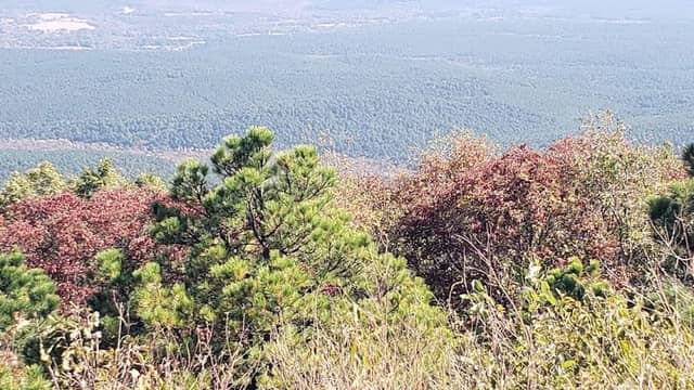 McCurtain County Wilderness Area - Image 1