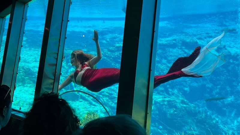 Weeki Wachee Mermaid Show - Image 1
